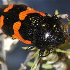 Castiarina bremei at Yarralumla, ACT - 12 Dec 2024