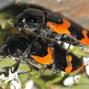 Castiarina bremei at Yarralumla, ACT - 12 Dec 2024 09:06 PM