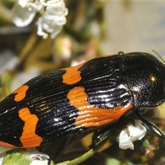 Castiarina bremei at Yarralumla, ACT - 12 Dec 2024 09:06 PM