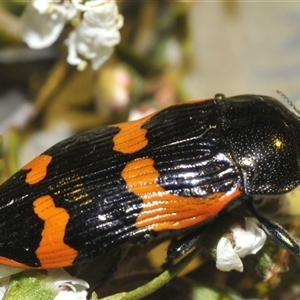 Castiarina bremei at Yarralumla, ACT - 12 Dec 2024