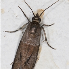 Lasiosticha opimella (A Pyralid moth) at Melba, ACT - 9 Dec 2024 by kasiaaus