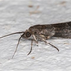 Lasiosticha opimella at Melba, ACT - 9 Dec 2024 11:22 PM