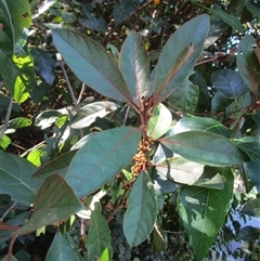 Unverified at suppressed - suppressed