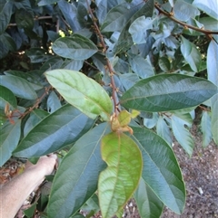 Unverified at suppressed - suppressed