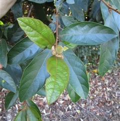 Unverified at suppressed - suppressed