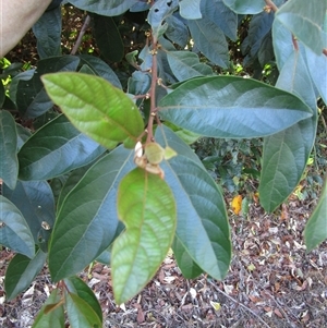 Unverified at suppressed - suppressed