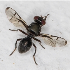 Pogonortalis doclea (Boatman fly) at Melba, ACT - 9 Dec 2024 by kasiaaus