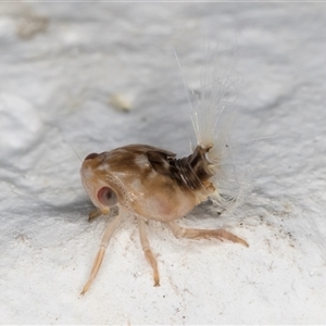 Scolypopa australis at Melba, ACT by kasiaaus