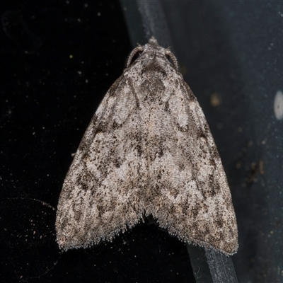 Nola (genus) (A Noctuid moth) at Melba, ACT - 9 Dec 2024 by kasiaaus