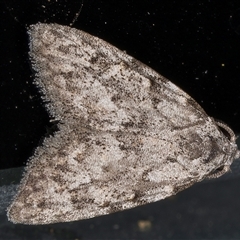 Nola (genus) at Melba, ACT - 9 Dec 2024 11:31 PM