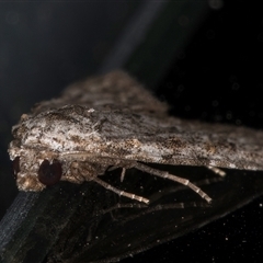 Nola (genus) at Melba, ACT - 9 Dec 2024 11:31 PM