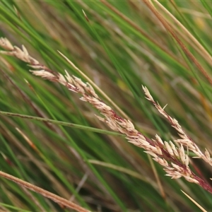 Poa labillardierei at Dry Plain, NSW - 29 Dec 2023