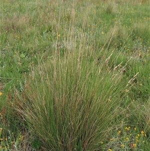 Poa labillardierei at Dry Plain, NSW - 29 Dec 2023