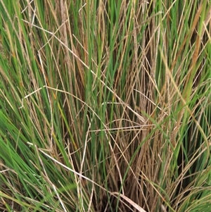 Poa labillardierei at Dry Plain, NSW - 29 Dec 2023 04:47 PM