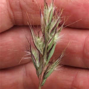 Rytidosperma laeve at Dry Plain, NSW - 29 Dec 2023