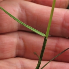 Rytidosperma laeve at Dry Plain, NSW - 29 Dec 2023 04:53 PM