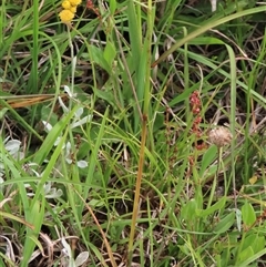 Rytidosperma laeve at Dry Plain, NSW - 29 Dec 2023 04:53 PM