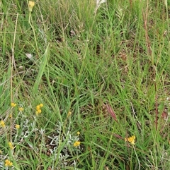 Rytidosperma laeve at Dry Plain, NSW - 29 Dec 2023