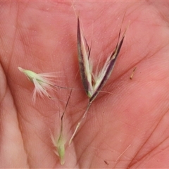 Rytidosperma laeve at Dry Plain, NSW - 29 Dec 2023 04:53 PM