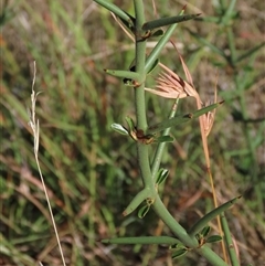 Discaria pubescens (Australian Anchor Plant) at Dry Plain, NSW - 3 Mar 2024 by AndyRoo