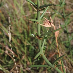 Discaria pubescens at Dry Plain, NSW - 3 Mar 2024 04:17 PM