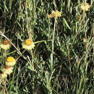 Coronidium gunnianum (Gunn's Everlasting) at Dry Plain, NSW - 3 Mar 2024 by AndyRoo