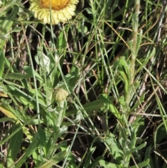 Coronidium gunnianum at Dry Plain, NSW - 3 Mar 2024