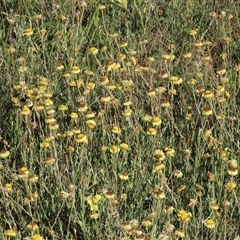 Coronidium gunnianum at Dry Plain, NSW - 3 Mar 2024