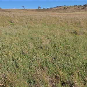 Coronidium gunnianum at Dry Plain, NSW - 3 Mar 2024 05:12 PM