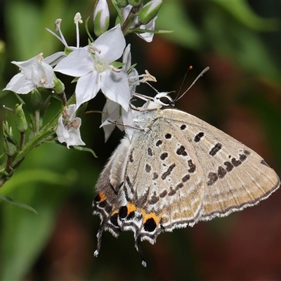 Jalmenus ictinus (Stencilled Hairstreak) at Acton, ACT - 12 Dec 2024 by TimL