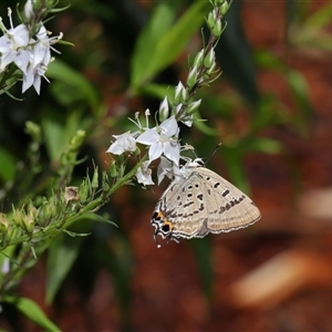 Jalmenus ictinus at Acton, ACT - 12 Dec 2024