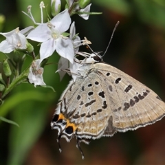 Jalmenus ictinus at Acton, ACT - 12 Dec 2024