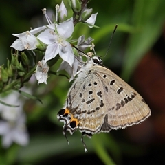 Jalmenus ictinus at Acton, ACT - 12 Dec 2024