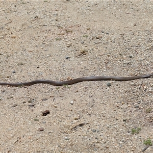 Pseudonaja textilis at Acton, ACT - 12 Dec 2024 11:50 AM