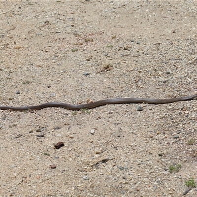 Pseudonaja textilis (Eastern Brown Snake) at Acton, ACT - 12 Dec 2024 by TimL