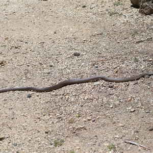 Pseudonaja textilis at Acton, ACT - 12 Dec 2024 11:50 AM