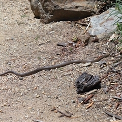 Pseudonaja textilis at Acton, ACT - 12 Dec 2024 11:50 AM