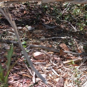 Pseudonaja textilis at Acton, ACT - 12 Dec 2024 11:50 AM