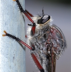 Neoaratus hercules (Herculean Robber Fly) at Acton, ACT - 12 Dec 2024 by TimL