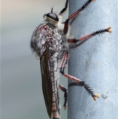 Neoaratus hercules at Acton, ACT - 12 Dec 2024