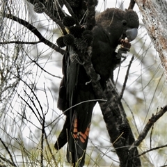 Calyptorhynchus lathami lathami (Glossy Black-Cockatoo) at Canyonleigh, NSW - 8 Jul 2020 by GITM3