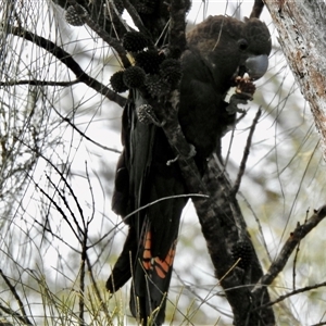 Calyptorhynchus lathami lathami at Canyonleigh, NSW - suppressed