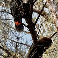 Calyptorhynchus lathami lathami at Canyonleigh, NSW - 8 Jul 2020