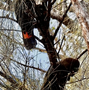 Calyptorhynchus lathami lathami at Canyonleigh, NSW - suppressed