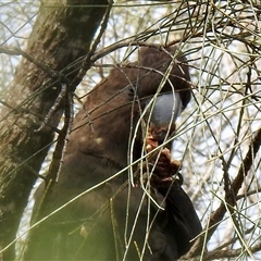 Calyptorhynchus lathami lathami at Canyonleigh, NSW - 8 Jul 2020