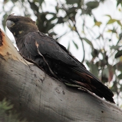 Calyptorhynchus lathami lathami (Glossy Black-Cockatoo) at Canyonleigh, NSW - 7 Sep 2016 by GITM3