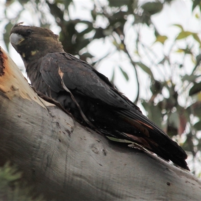 Calyptorhynchus lathami lathami (Glossy Black-Cockatoo) at Canyonleigh, NSW - 7 Sep 2016 by GITM3