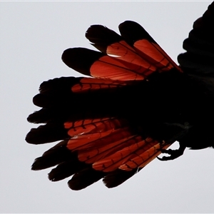 Calyptorhynchus lathami lathami at Canyonleigh, NSW - suppressed