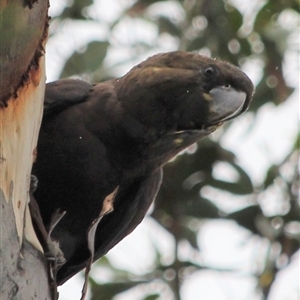 Calyptorhynchus lathami lathami at Canyonleigh, NSW - suppressed