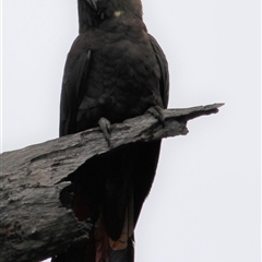 Calyptorhynchus lathami lathami at Canyonleigh, NSW - suppressed